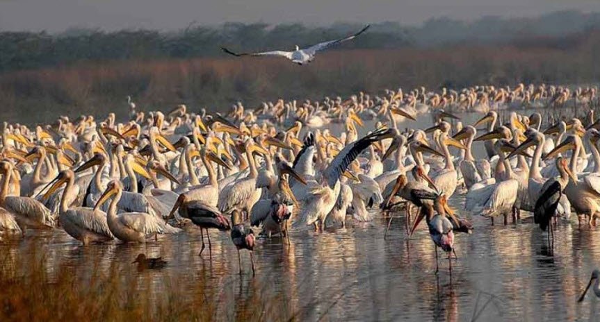 Khijadiya Bird Sanctuary, Jamnagar, Gujarat - Vushii.com